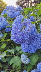紫陽花　アジサイ