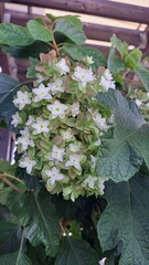 紫陽花　アジサイ