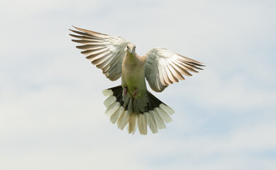 Eurasian Collared Dove in flight against overcast sky; front view