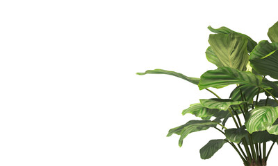 Naklejka premium Calathea Orbifolia leaves isolated on transparent background. Calathea orbifolia Plant isolated on transparent background. green indoor plant PNG. House Plant PNG. Shrub PNG. bush PNG.