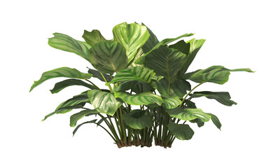 Calathea orbifolia Plant isolated on transparent background. Calathea Orbifolia leaves isolated on transparent background. green indoor plant PNG. House Plant PNG. Shrub PNG. bush PNG.