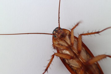Macro photos of cockroaches from several angles with a white background