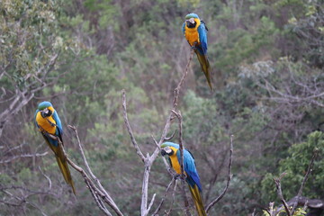 Big blue parrot Hyacinth Macaw, Anodorhynchus hyacinthinus, wild bird at Goias, Brazil