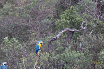Big blue parrot Hyacinth Macaw, Anodorhynchus hyacinthinus, wild bird at Goias, Brazil