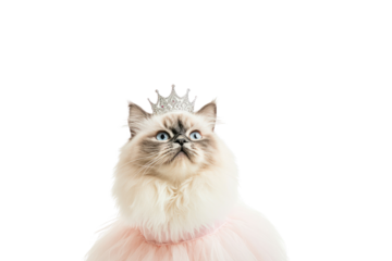 Fluffy cat wearing a princess outfit with a tiara and pastel-colored balloons floating above.