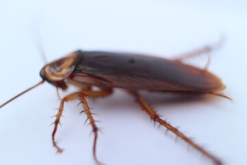 Macro photos of cockroaches from several angles with a white background