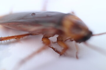 Macro photos of cockroaches from several angles with a white background