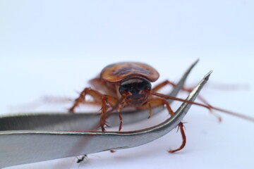 Macro photos of cockroaches from several angles with a white background