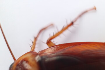 Macro photos of cockroaches from several angles with a white background