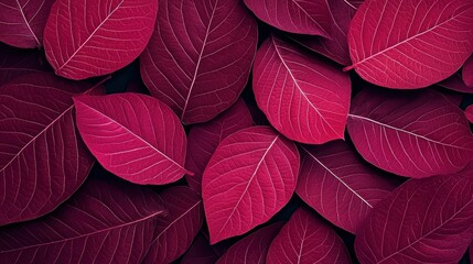 Fototapeta premium Vibrant Close-Up of Deep Purple Leaves Creating a Rich Textural Background for Nature and Botanical Themes in Creative Projects