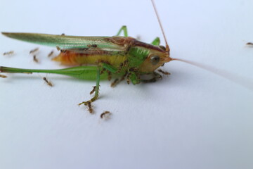 Macro photos of grasshoppers from several angles with a white background