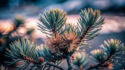 Naklejka premium Serene Dwarf Pine Landscape in Minimalist Style Capturing the Essence of Nature's Simplicity and Tranquility with a Focus on Texture and Color Harmony