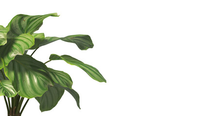 Calathea Orbifolia leaves isolated on transparent background. Calathea orbifolia Plant isolated on transparent background. green indoor plant PNG. House Plant PNG. Shrub PNG. bush PNG.