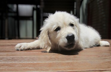 Golden Retriever Puppy
