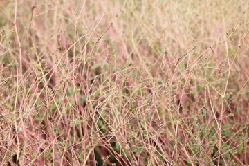 荒野に咲く赤い花