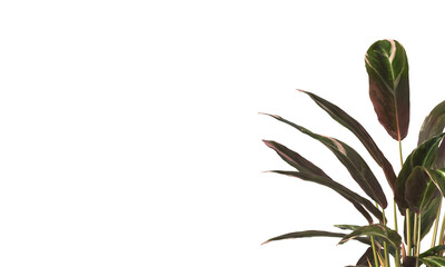 Tricolor prayer leaves isolated on transparent background. Trio star Plant PNG. indoor plant isolated on transparent background. Shrub PNG. bush PNG. Tricolor prayer Plant. triostar stromanthe Plant.