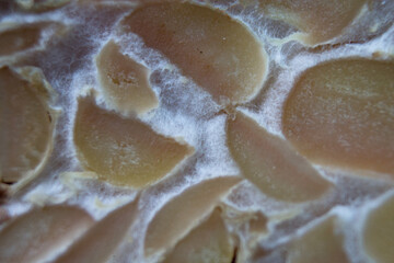 texture of tempeh slices