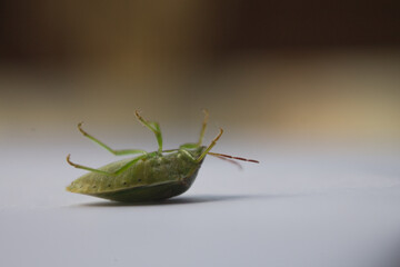 the ordo hemiptera or green bedbugs are often found in rice fields and are pests that destroy rice plants