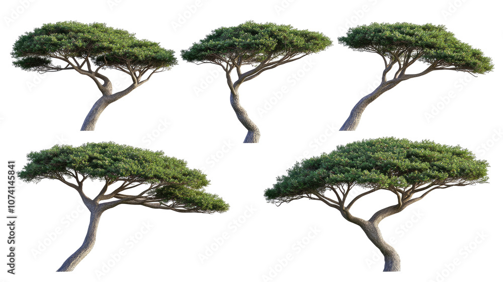 Poster set of unique tree tops isolated on a transparent background generative ai