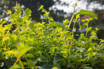 field of yellow flowers