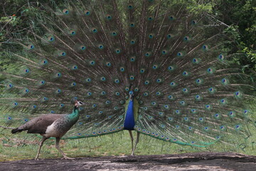 sri lankan birds in yala national park,