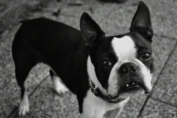 Close-Up Black and White Portrait of a Boston Terrier with Puppy Eyes Looking Up, Capturing the Adorable Expression and Focused Gaze of This Loyal and Playful Canine