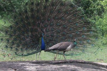 Obraz premium sri lankan birds in yala national park,