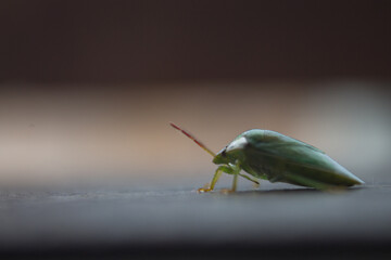 the ordo hemiptera or green bedbugs are often found in rice fields and are pests that destroy rice plants