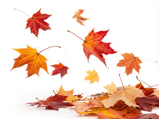 autumn maple leaves. autumn, leaf, maple, fall, leaves, nature, tree, season, orange, yellow, isolated, color, plant, foliage, brown, red, object, october, gold, closeup, green, seasonal, pattern, nov