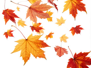 autumn maple leaves. autumn, leaf, maple, fall, leaves, nature, season, orange, tree, yellow, foliage, color, october, plant, november, colorful, red, brown, isolated, gold, autumnal, seasonal, vector