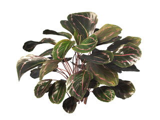 Calathea roseopicta Plant isolated on transparent background. Calathea roseopicta leaves PNG....