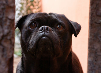 english bulldog puppy