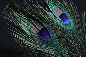 Fototapeta premium Two beautiful peacock feathers on dark background, closeup