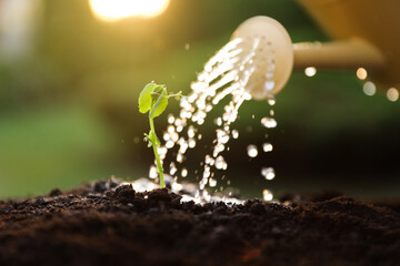 Watering young seedling with can outdoors, closeup
