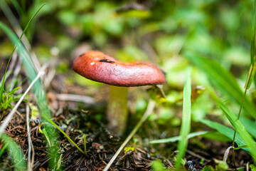 Macro closeup of one mushroom growing in ground in Colorado in National Forest park