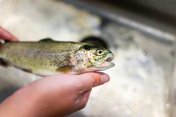 Rainbow trout fish animal wild raw uncooked whole wildcaught food from Colorado alpine lake macro closeup