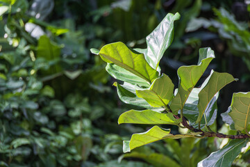 Large-leaf  fiddle-leaf fig. ficus lyrata, banjo fig, fiddle-leaved fig tree