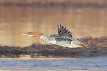 Female merganser soaring low over the water.
