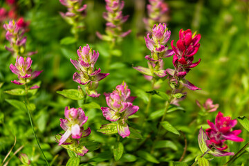 Paintbrush wildflowers pink flower plant in Colorado closeup at Top of Vail Tour Ridge route hiking trail in summer
