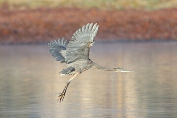 Great blue heron soaring with wings spread out.