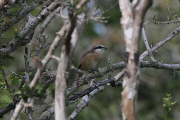 sri lankan birds in yala national park,