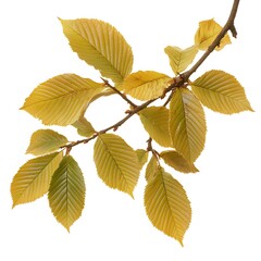 American Hornbeam leaf isolated on a with a white background, close up