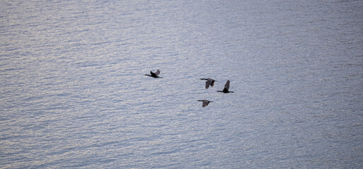 Flock of Birds Soaring Over Calm Blue Ocean Surface