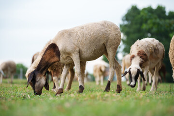 sheep on the meadow eating grass