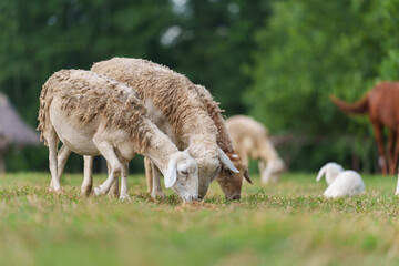 sheep on meadow eating grass