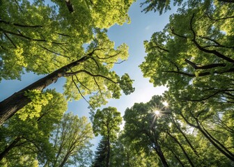 Fototapeta premium Tranquil Minimalist Photography of a Lush Summer Forest Canopy with Sunlight Filtering Through Green Leaves in a Serene and Peaceful Setting for Nature Lovers