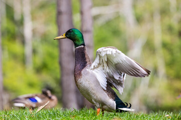 Obraz premium Majestic Mallard Duck with Open Wings in Victoria Park