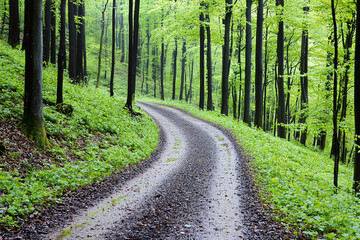 Obraz premium a morning walk path through a dewy spring forest with fresh foliage.