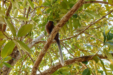 Squirrel monkey resting on a branch in a lush green rainforest during daytime