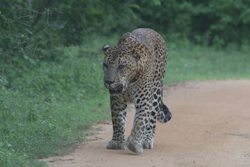 Sri Lankan Leopard in Yala National Park, Sri Lanka 